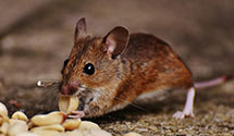 24 Hour & Emergency Exterminators in Hollins Clg, VA